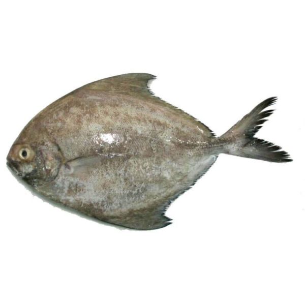 Black Pomfret Fish 500/800
